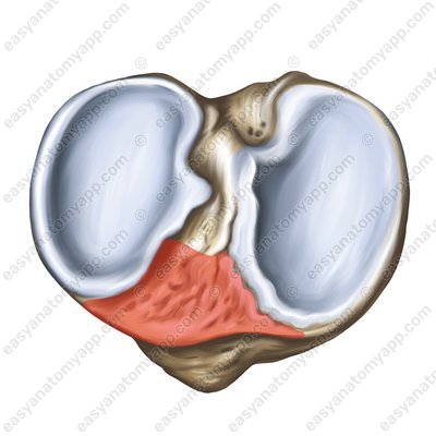 Anterior intercondylar area (area intercondylaris anterior)